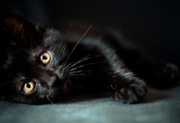 El gato es negro. Especie: nombre y características