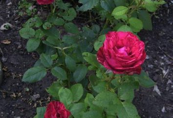 Rose Red Intuicja: opis i charakterystyka