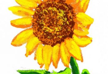 Creative Workshop: wie eine Sonnenblume ziehen