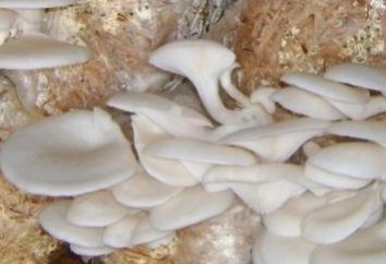 Wie wachsen Pilze zu Hause: Auster