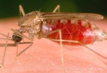 Anopheles-Mücke. Wie gefährlich es beißen?