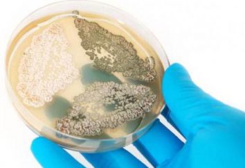 La penicillina inibisce la capacità dei batteri di crescere e riprodursi