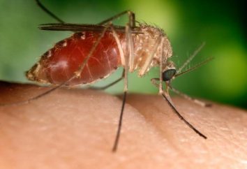 Dlaczego gryzienie komarów jest świąd?