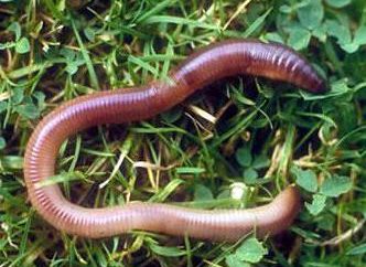 Was sind die Vorteile Regenwürmer? Wie zu vermehren?