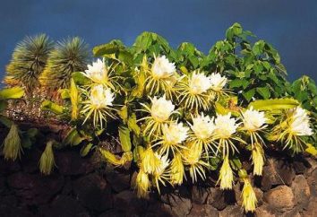 Kaktus „Królowa Nocy” – najbardziej unikalny w skali światowej