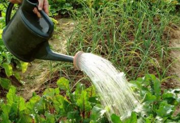 Ammoniaca: l'utilizzo in giardino come fertilizzante per il controllo dei parassiti