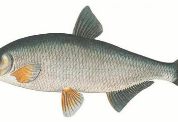 vimba pescado: descripción, el desarrollo, los hechos y hábitat de interés