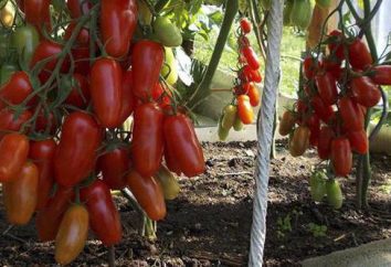Pomodoro Zhigalo: proprietà e caratteristiche di coltivazione