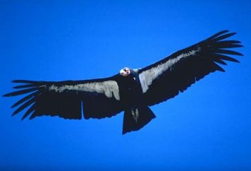 prédateur majestueux: oiseau condor