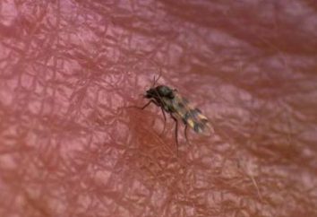 tratamento mordida mosquito na natureza e no lar