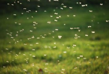 Différentes façons de se débarrasser des moustiques dans la région