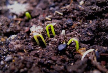 Cipolle Calcedonio: descrizione, coltivazione e recensioni
