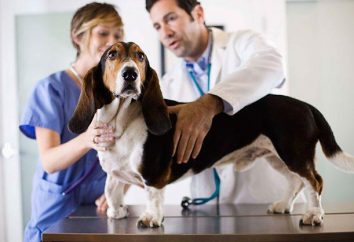 La prostatitis es un perro: las posibles causas, síntomas y características de tratamiento