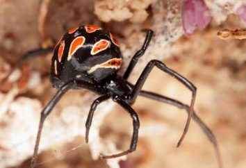 Wie funktioniert die Spinne karakurt? Black Widow Biss: Was gefährlich ist, Erste Hilfe, Symptome und Merkmale der Behandlung