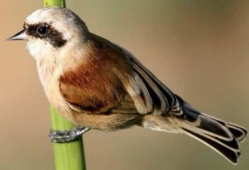 Bunting Bird Rémez: fotos, descripción, el contenido en cautiverio