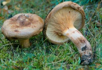 champignons Svinushki: toxique ou non? objet d'une enquête