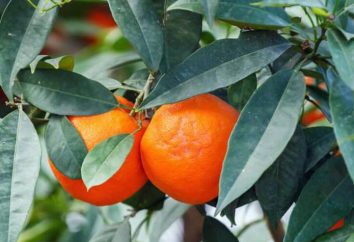 Che cosa significa mandarino stato d'animo?