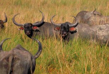 búfalo de agua: descripción, hábitat. Hombre y búfalos