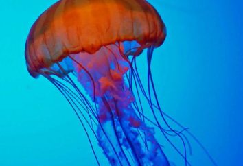 Pourquoi rêver d'une méduse? Non dangereux mettent en garde les habitants des profondeurs mystérieuses de la mer?