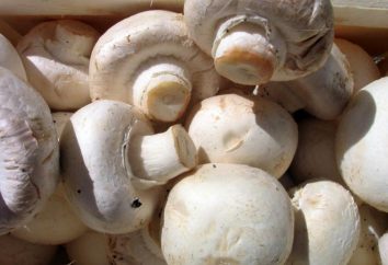 Composição dos cogumelos. O uso de cogumelos