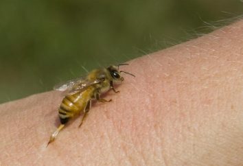La consultazione con uno specialista: Cosa fare se morso da un'ape