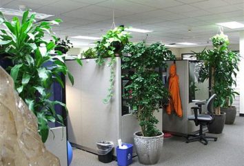 Greening l'ufficio: le regole di fito piante adatte, la compatibilità dell'impianto e stili