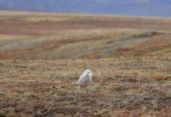 Der Boden des Tundra: die Beschreibung und Charakterisierung von