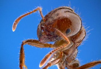mrówki ogniste: opis i zdjęcia