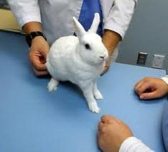 Kaninchen: ihre Krankheiten und Behandlung, Krankheitsprävention