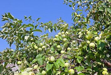 Plantar a "enchimento branco": Árvore de maçã com características