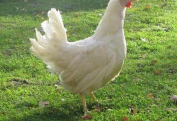 Criar pollos Hajseks: descripción, características, funciones y comentarios