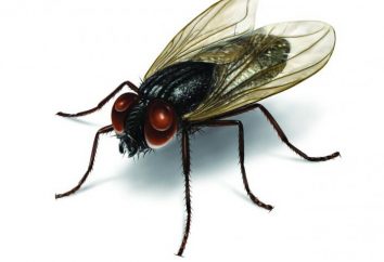 Jaki zapach strachu muchy: wskazówki