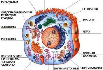 Die Struktur der Lysosomen und ihre Rolle im Zellstoffwechsel