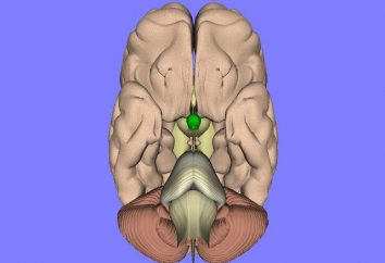 Pituitary: ormoni e funzioni. Corpo pituitario e le sue funzioni nel corpo
