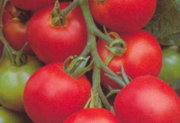 Pomidor Tołstoj F1: opinie, opisy, cechy, zdjęcia