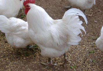 polli di razza pura: foto, l'allevamento