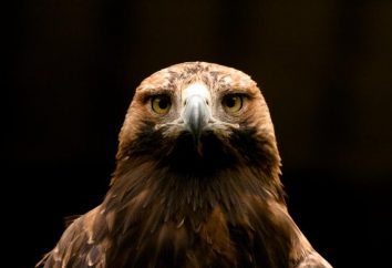 Kaiseradler: ein Vogel vom Aussterben bedroht