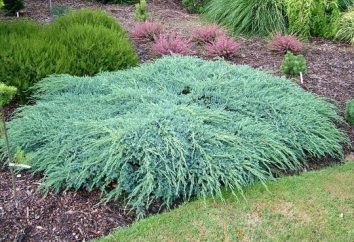Juniper niebieski dywan – iglasty krzew ozdobny