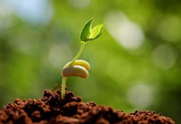 Sembrar las semillas a plántulas en febrero. el cultivo de plántulas: los términos, las condiciones