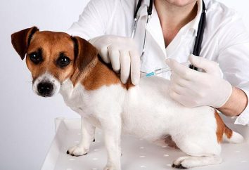 La necesidad de vacunas para perros