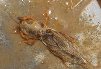świerszcze larwy mola – niebezpieczny szkodników