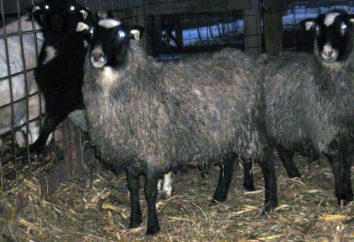 Romanov razza di pecore con lana con una tinta bluastra