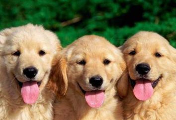 Impfplan für Hunde bis zu einem Jahr
