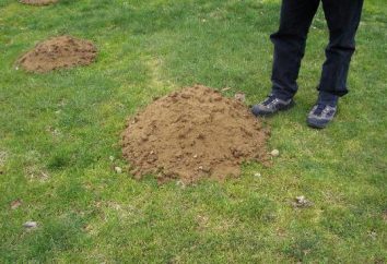 Net der Mole – ein Fund für den Gärtner