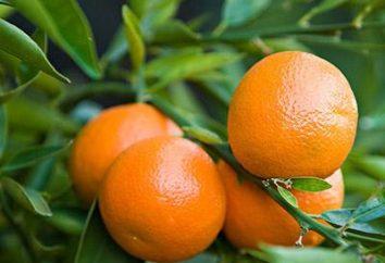 Clementine – es … Die Clementinen aus den Mandarinen unterschiedlich sind?