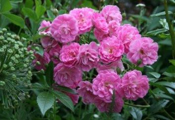rosas Polyanthus – uma ideia interessante para seção de decoração