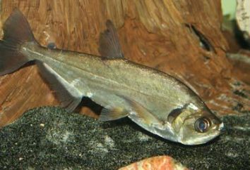 Le sabrefish de poisson unique: délicieux retseptik pour les vacances