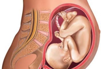 Gravidanza 28 settimane – è quanti mesi? Sentirsi sviluppo fetale a 28 settimane