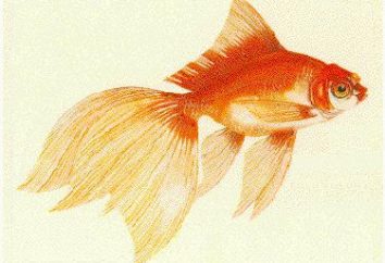 "Gold Fish" – um conto popular indiana. Contos do mundo
