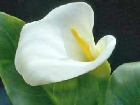 Bedeutung der Farben: Calla-Lilien sind nicht nur wissen